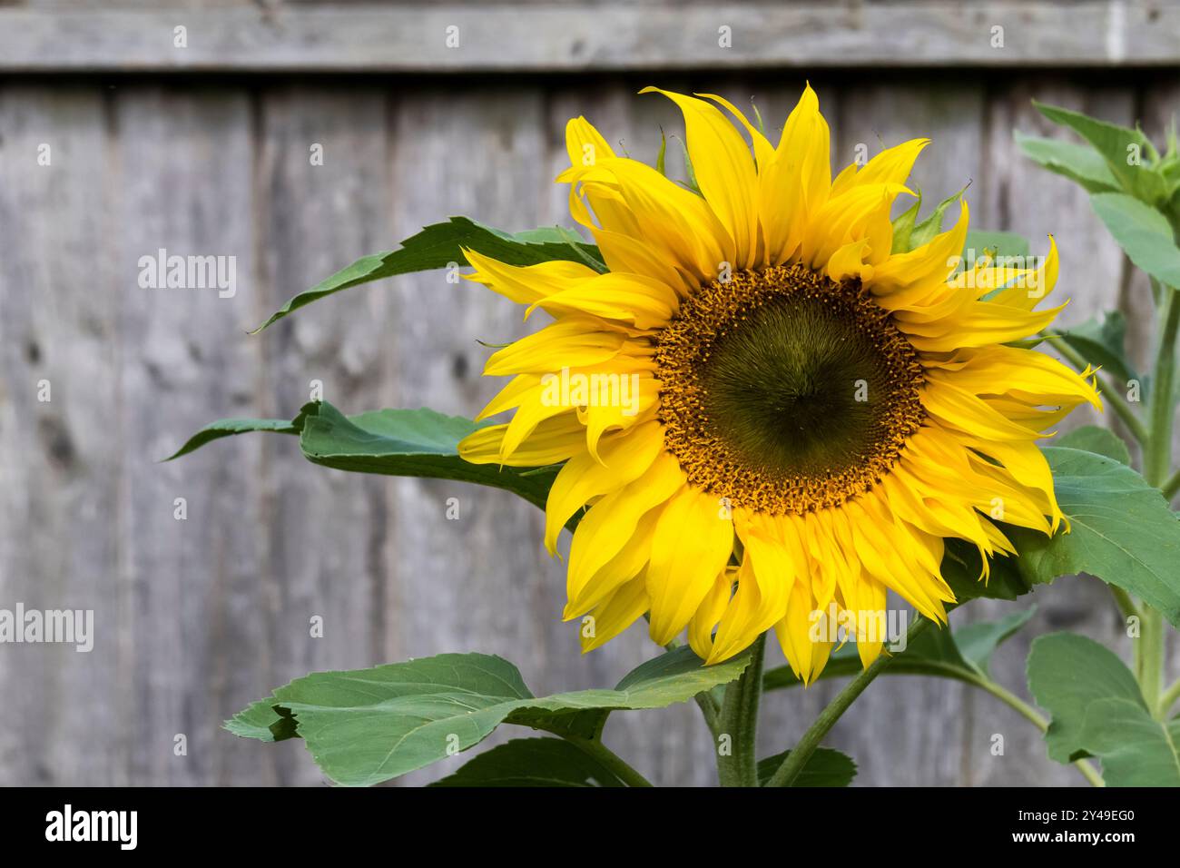 Un grand tournesol, Helianthus annuus, poussant dans un jardin de fleurs de Norfolk. Banque D'Images