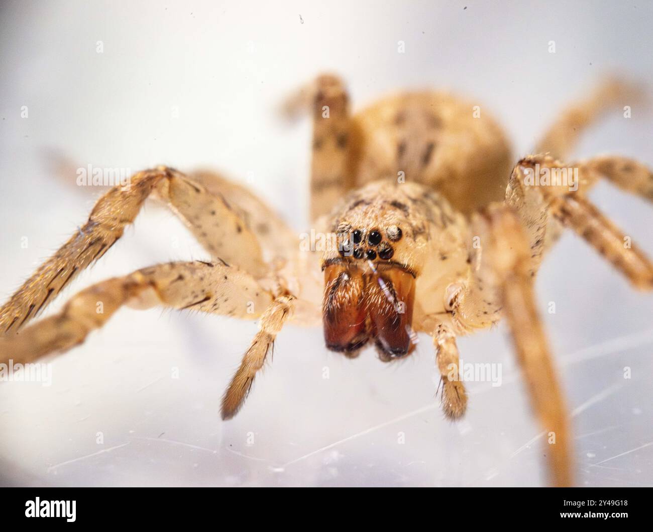 Bonn, Allemagne. 13 septembre 2024. Une araignée Nosferatu est conservée dans un petit conteneur au Musée König. L’araignée Nosferatu (Zoropsis spinimana) est maintenant originaire de presque toute l’Allemagne, selon l’Union allemande pour la conservation de la nature et de la biodiversité (NABU). Avec une longueur de corps d'un peu moins de deux centimètres et des jambes de six centimètres, c'est l'une des plus grandes araignées d'Allemagne. L'espèce, originaire de la région méditerranéenne, est inhabituelle à plusieurs égards. Crédit : Benjamin Westhoff/dpa/Alamy Live News Banque D'Images