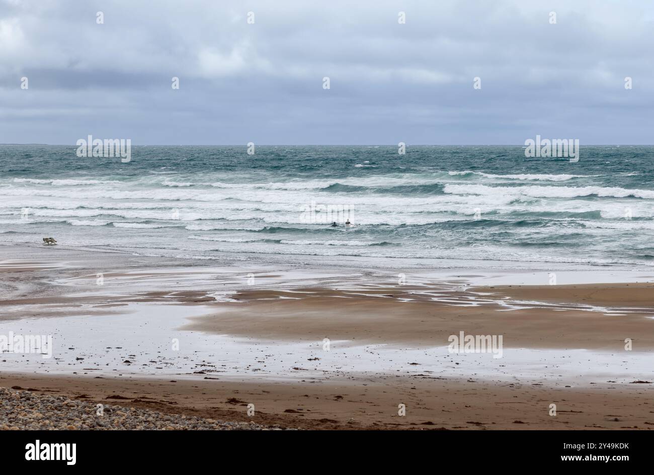 Les vagues s'écrasent sur une plage de sable à Strandhill, en Irlande, sous un ciel nuageux avec deux surfeurs dans l'eau et un chien courant le long du rivage Banque D'Images