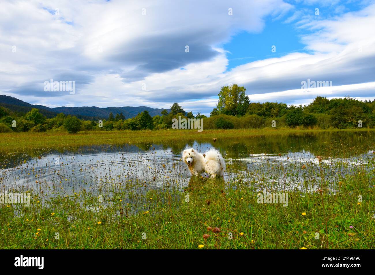 Chiot Samoyed sur un champ inondé Banque D'Images