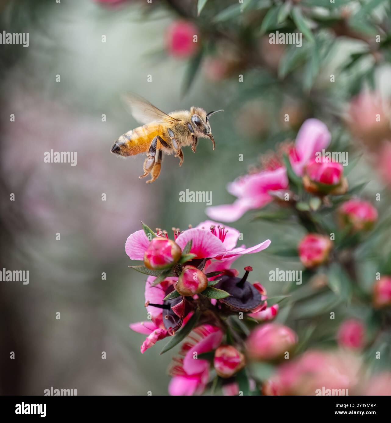 Abeille au miel volant parmi les fleurs manuka roses (Leptospermum scoparium). Banque D'Images