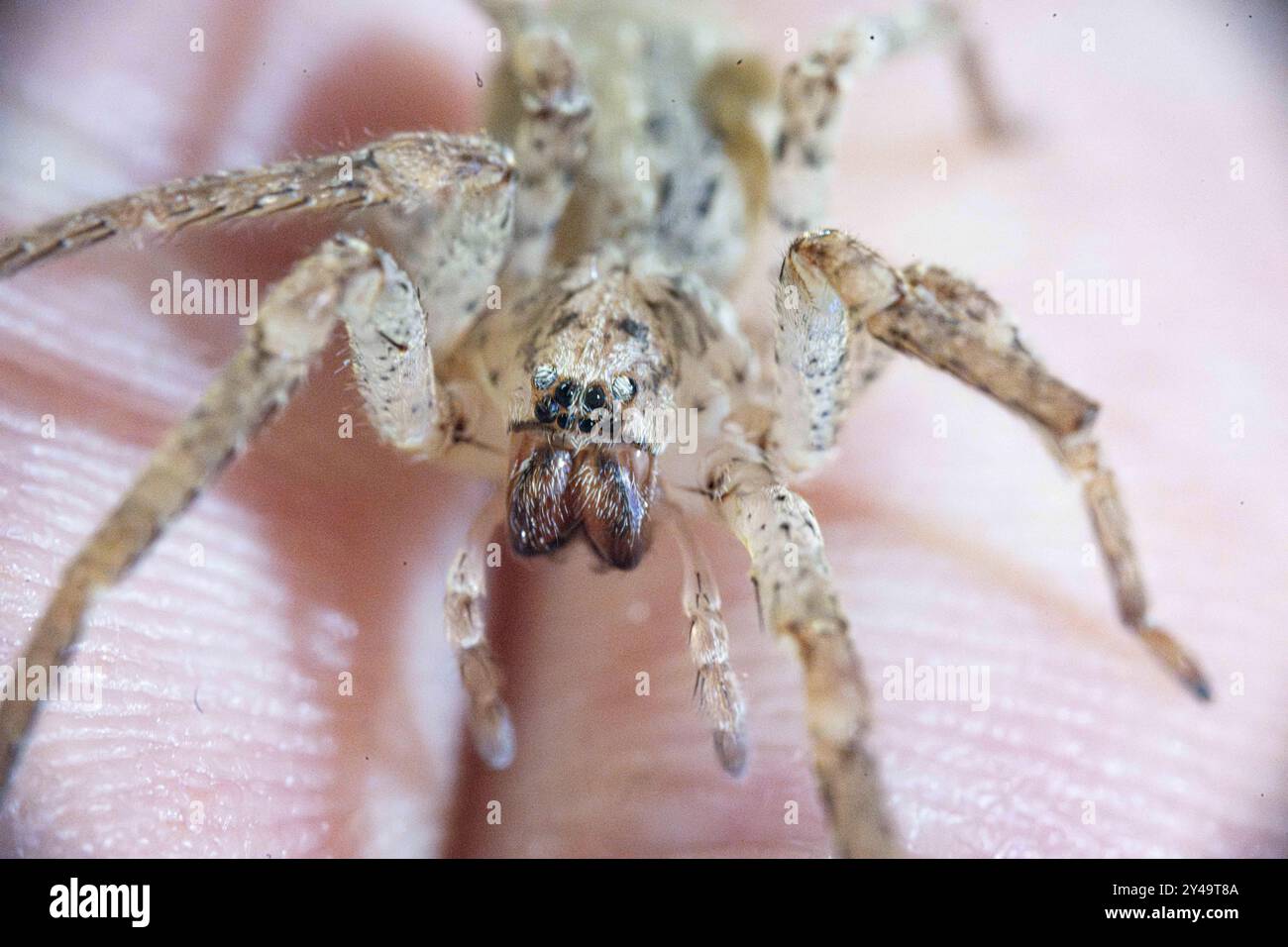 13 septembre 2024, Rhénanie-du-Nord-Westphalie, Bonn : une araignée Nosferatu est posée sur la main d'une personne au Musée König. L’araignée Nosferatu (Zoropsis spinimana) est maintenant originaire de presque toute l’Allemagne, selon l’Union allemande pour la conservation de la nature et de la biodiversité (NABU). Avec une longueur de corps d'un peu moins de deux centimètres et des jambes de six centimètres, c'est l'une des plus grandes araignées d'Allemagne. L'espèce, originaire de la région méditerranéenne, est inhabituelle à plusieurs égards. Photo : Benjamin Westhoff/dpa Banque D'Images