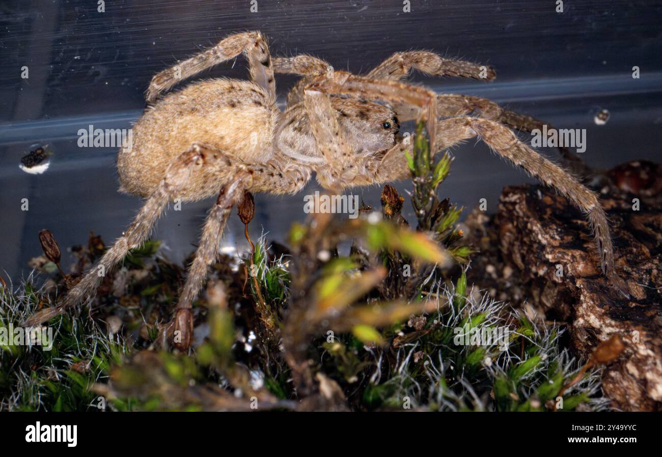 Bonn, Allemagne. 13 septembre 2024. Une araignée Nosferatu est conservée dans un petit conteneur au Musée König. L’araignée Nosferatu (Zoropsis spinimana) est maintenant originaire de presque toute l’Allemagne, selon l’Union allemande pour la conservation de la nature et de la biodiversité (NABU). Avec une longueur de corps d'un peu moins de deux centimètres et des jambes de six centimètres, c'est l'une des plus grandes araignées d'Allemagne. L'espèce, originaire de la région méditerranéenne, est inhabituelle à plusieurs égards. Crédit : Benjamin Westhoff/dpa/Alamy Live News Banque D'Images