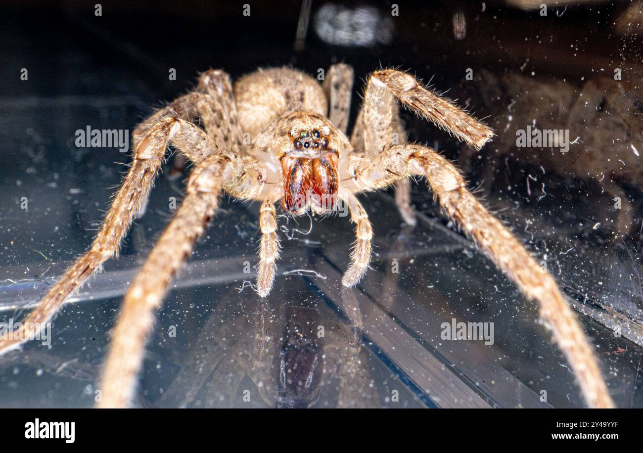 Bonn, Allemagne. 13 septembre 2024. Une araignée Nosferatu est conservée dans un petit conteneur au Musée König. L’araignée Nosferatu (Zoropsis spinimana) est maintenant originaire de presque toute l’Allemagne, selon l’Union allemande pour la conservation de la nature et de la biodiversité (NABU). Avec une longueur de corps d'un peu moins de deux centimètres et des jambes de six centimètres, c'est l'une des plus grandes araignées d'Allemagne. L'espèce, originaire de la région méditerranéenne, est inhabituelle à plusieurs égards. Crédit : Benjamin Westhoff/dpa/Alamy Live News Banque D'Images