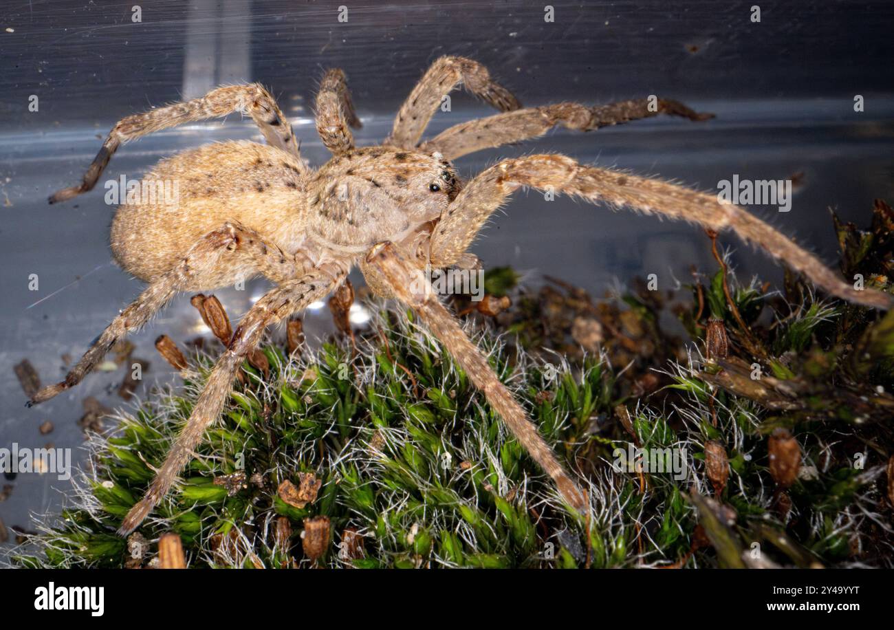 Bonn, Allemagne. 13 septembre 2024. Une araignée Nosferatu est conservée dans un petit conteneur au Musée König. L’araignée Nosferatu (Zoropsis spinimana) est maintenant originaire de presque toute l’Allemagne, selon l’Union allemande pour la conservation de la nature et de la biodiversité (NABU). Avec une longueur de corps d'un peu moins de deux centimètres et des jambes de six centimètres, c'est l'une des plus grandes araignées d'Allemagne. L'espèce, originaire de la région méditerranéenne, est inhabituelle à plusieurs égards. Crédit : Benjamin Westhoff/dpa/Alamy Live News Banque D'Images
