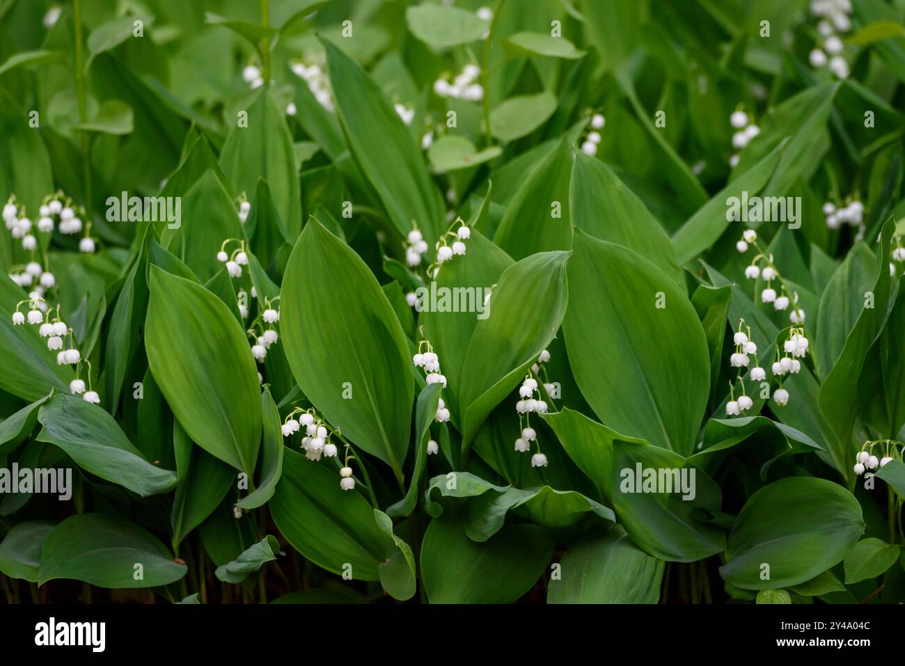 Photo à mise au point sélective. Lily de la vallée, Convallaria majalis fleurissant. Banque D'Images