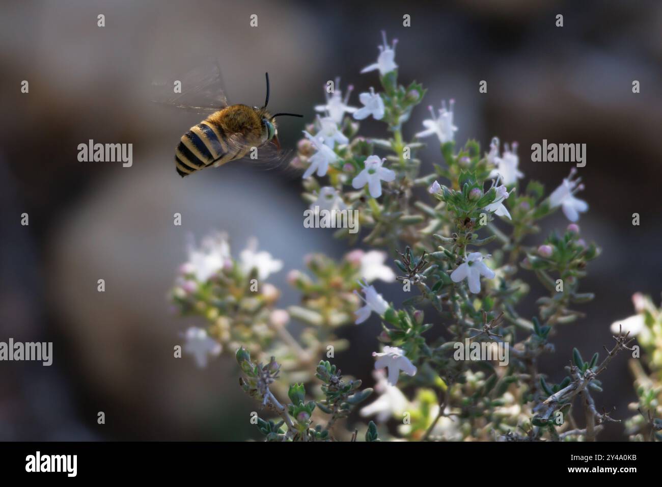 Abeille excavatrice Amegilla quadrifasciata volant vers des fleurs de thym, Bocairent, Espagne Banque D'Images