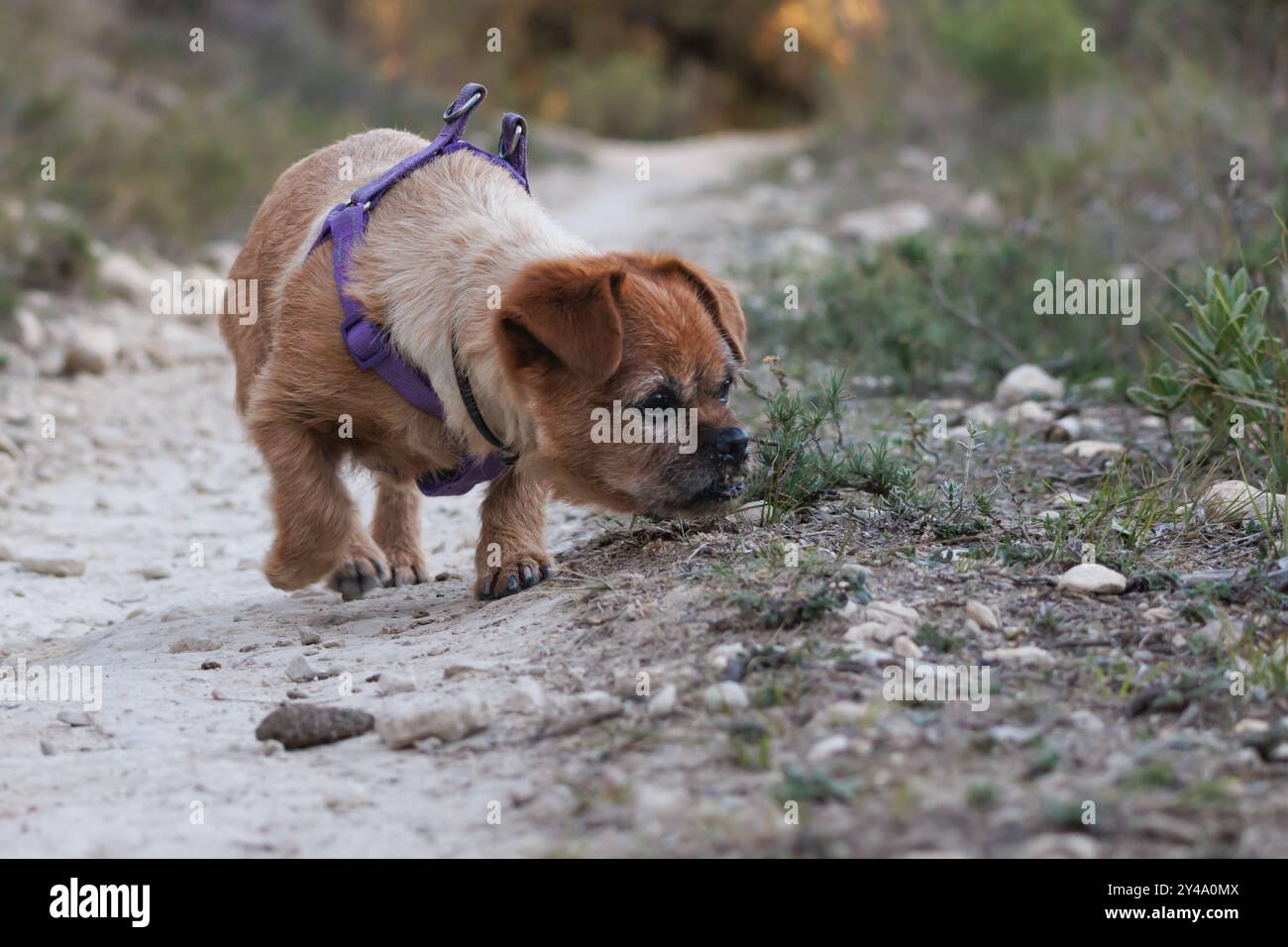 Chien gériatrique reniflant sur le chemin de sa promenade quotidienne dans la nature, Alcoy, Espagne Banque D'Images