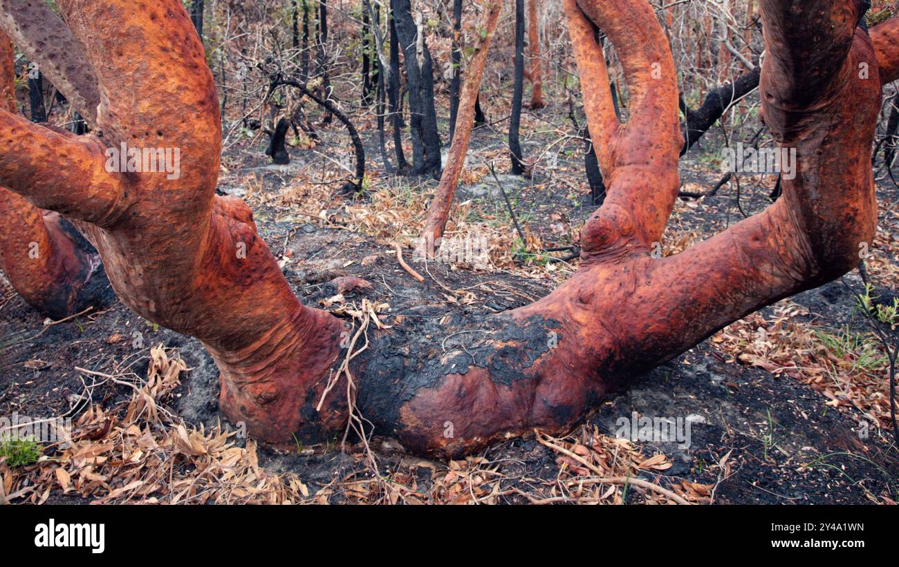 arbre brûlé dans le bush du parc national de bouddi, nouvelle-galles du sud, australie Banque D'Images