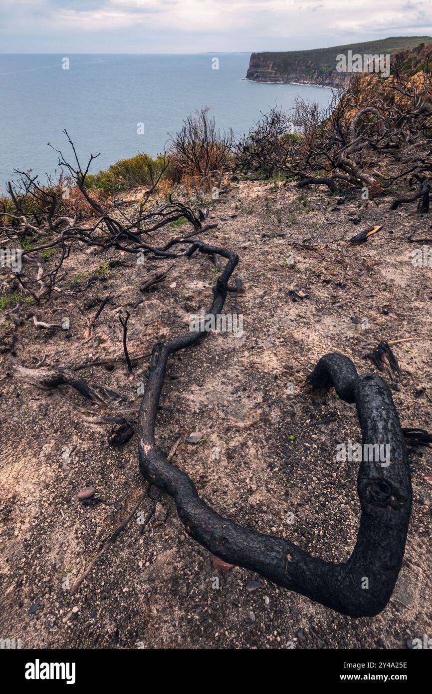 arbre brûlé sur le bord de la falaise au-dessus de l'océan dans le parc national de bouddi Banque D'Images
