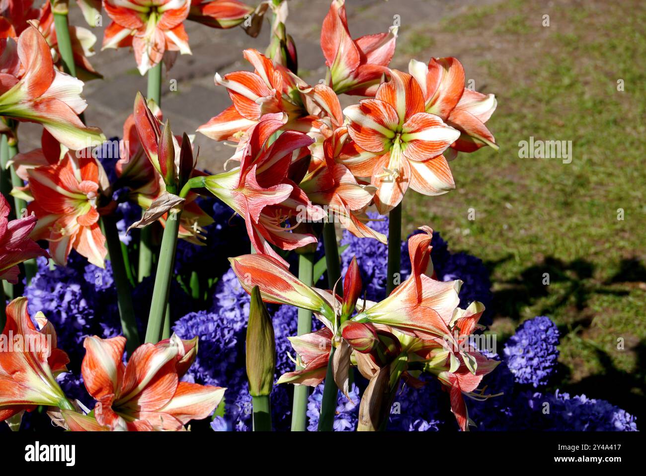 Amaryllis rouge et jaune 'Van Gogh' exposé avec jacinthes bleues dans les frontières à Keukenhof Tulip Gardens, pays-Bas, UE. Banque D'Images