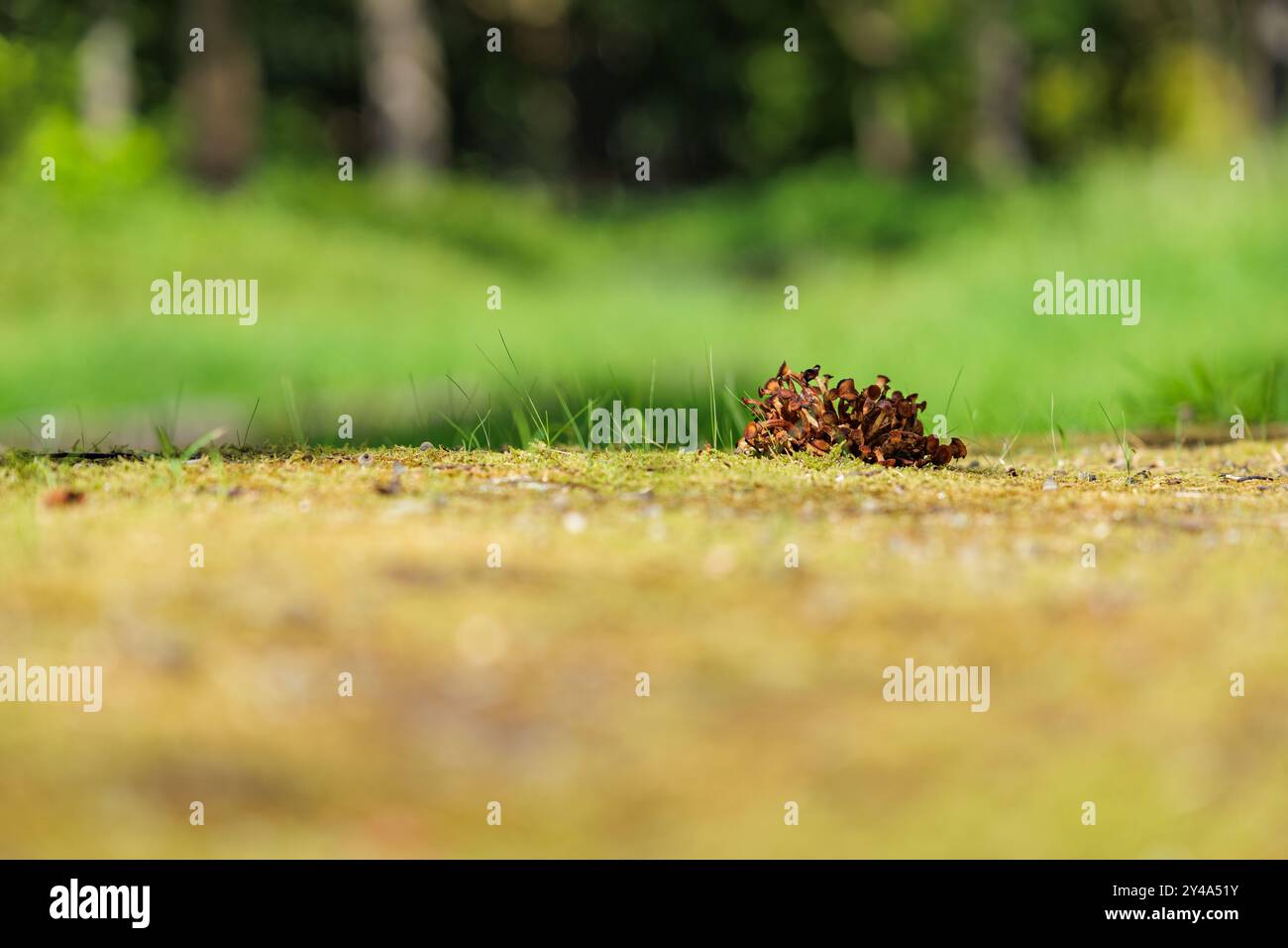 La lumière du soleil brille sur une petite tache de sol mousselé, mettant en évidence un amas de champignons de couleur rouille. Banque D'Images