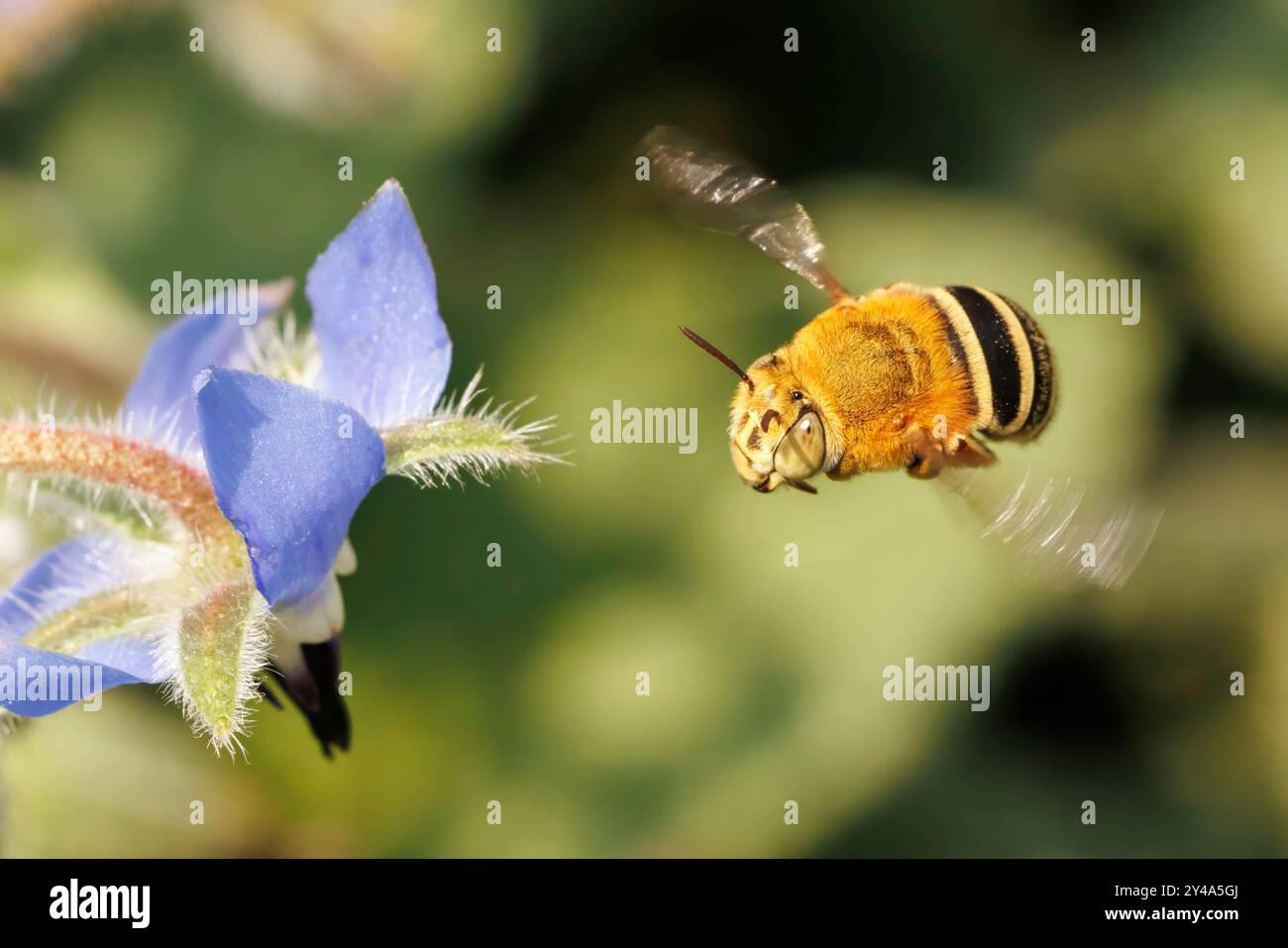 Four - Striped Digger Bee visitant la fleur de bourrache Banque D'Images