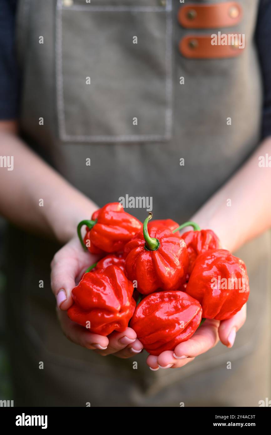 Poivrons rouges habanero mûrs (capsicum chinense) dans les mains des fermiers en gros plan. Poivrons mexicains très chauds Banque D'Images