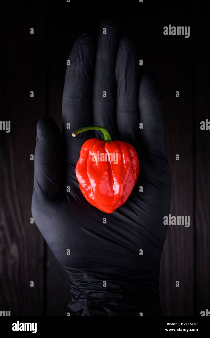 Poivre rouge habanero mûri (capsicum chinense) à la main dans un gant protecteur sur fond noir. Les poivrons mexicains très chauds se rapprochent Banque D'Images