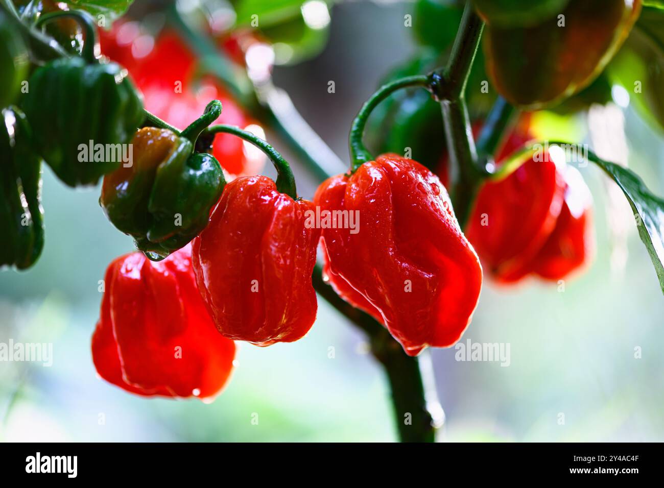 Poivrons rouges habanero mûrs (capsicum chinense) poussant sur un buisson sur un lit de jardin. Les poivrons mexicains très chauds se rapprochent Banque D'Images