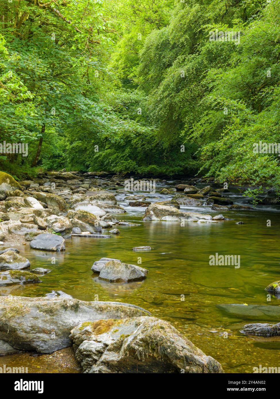 La rivière Barle en été dans la réserve naturelle nationale de Tarr Steps Woodland, Exmoor National Park, Somerset, Angleterre. Banque D'Images