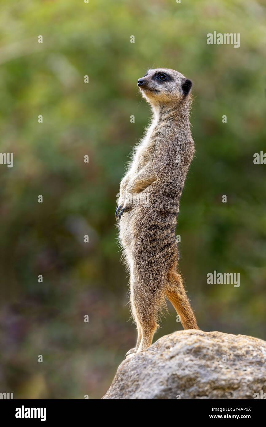 Meerkat vigilant, suricata suricata, au soleil.Il s'agit d'une garde debout sentry, qui avertira le paquet de tout danger imminent. Banque D'Images