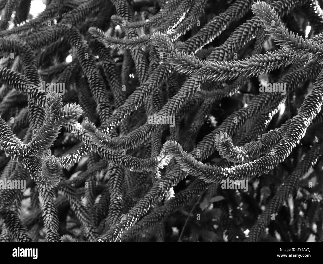 Gosport, Hampshire, Angleterre. 11 septembre 2024. Vue en niveaux de gris d'un enchevêtrement massif de branches d'arbre de singe. Cette photo fait partie d'une série que j'ai prise lors d'une récente visite au Regency Garden d'Alverstoke lors des Journées portes ouvertes du patrimoine de Gosport. Inclus dans cette sélection sont quelques photos que j'ai prises sur le chemin de et loin du jardin, comme j'étais à pied. Banque D'Images