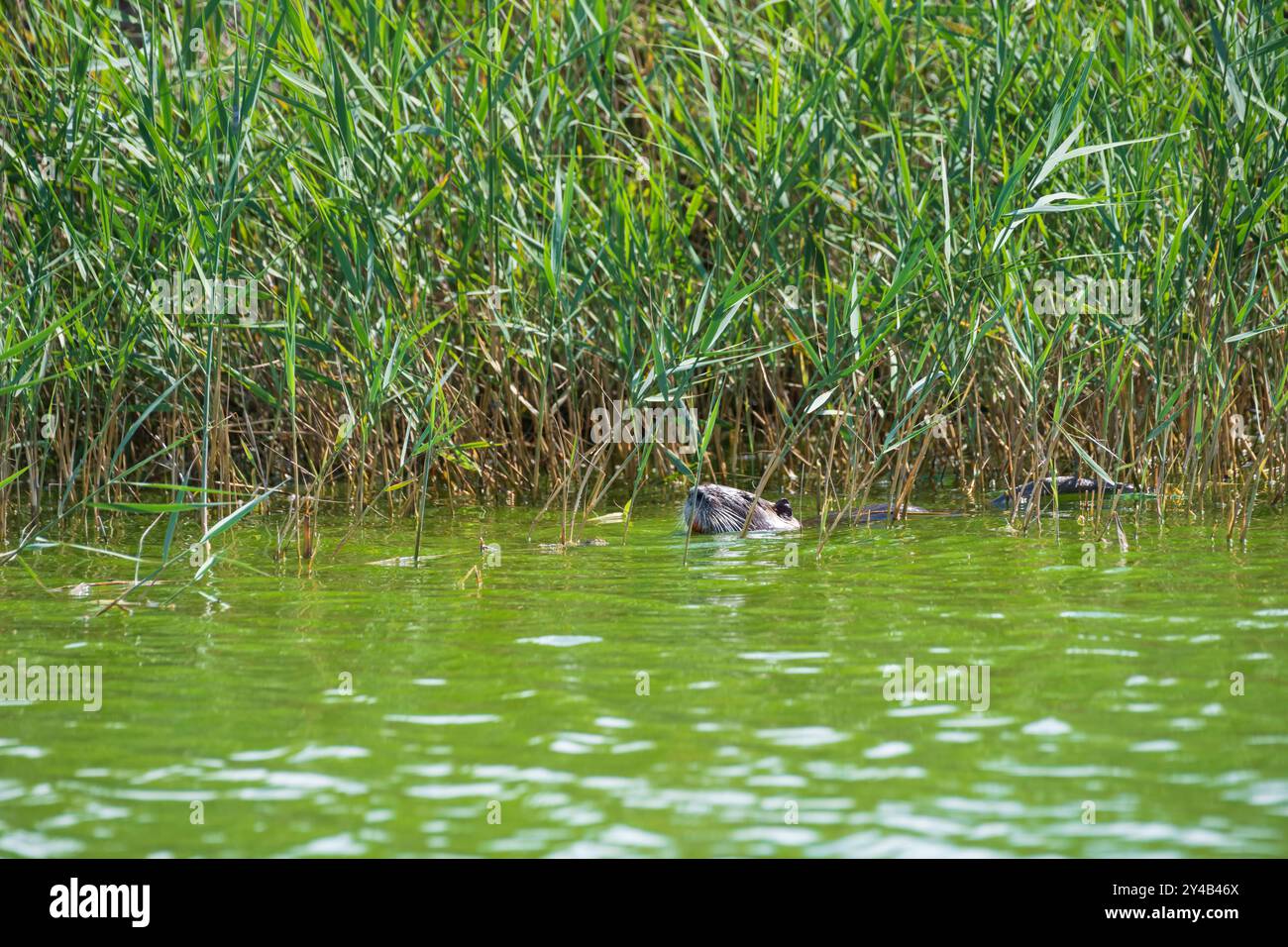 Coypu nageant dans un marais de Camargue, nature dans l'écosystème unique des zones humides du sud de la France, observation de la faune dans leur habitat naturel Banque D'Images