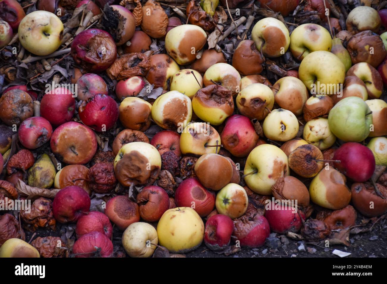 Pommes endommagées dans la fosse de compost sur le sol dans le verger domestique de pommiers Banque D'Images