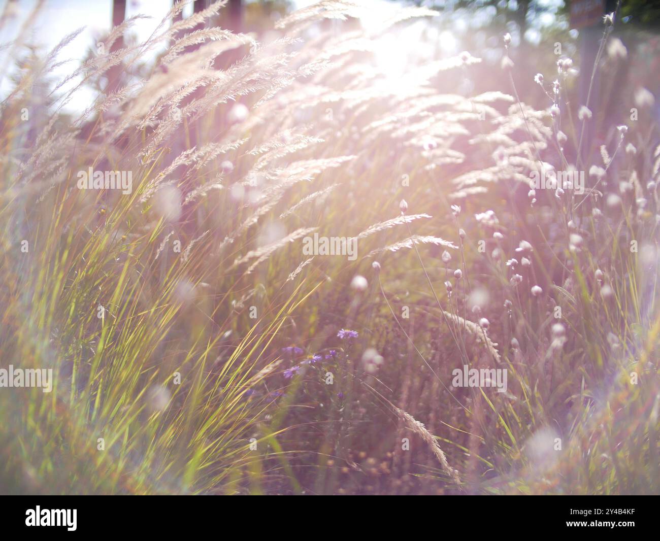 Fleurs d'automne et herbe avec effet de halo solaire flou. Phénomène optique de l'arc-en-ciel circulaire. Effet bokeh de la lumière du soleil. Réflectio à anneau lumineux Banque D'Images