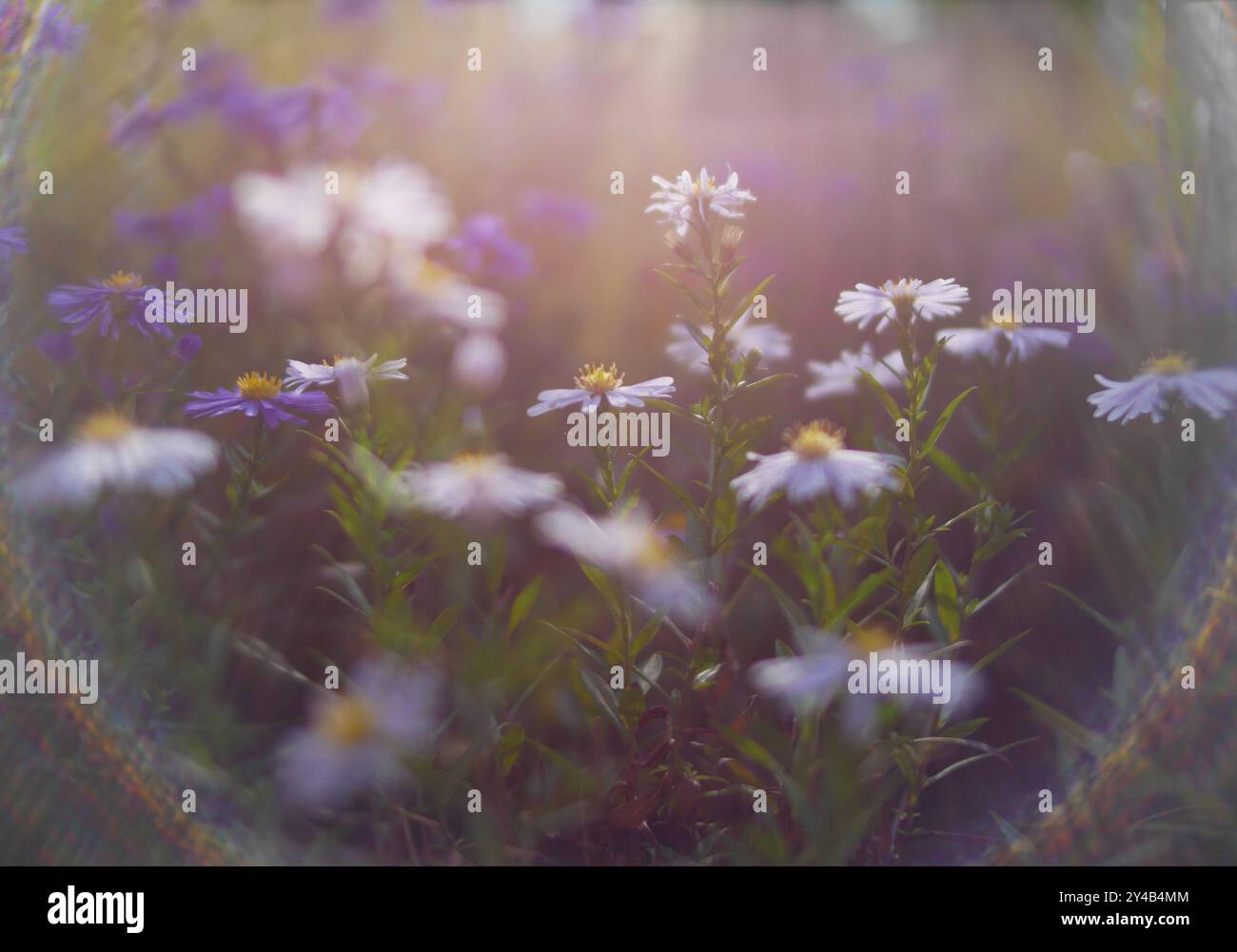 Fleurs d'automne et herbe avec effet de halo solaire flou. Phénomène optique de l'arc-en-ciel circulaire. Effet bokeh de la lumière du soleil. Réflectio à anneau lumineux Banque D'Images