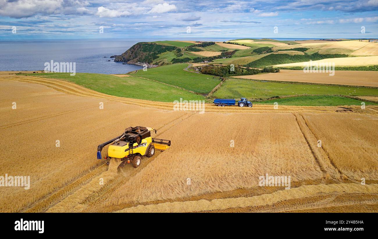 Moissonneuse-batteuse Crovie Aberdeenshire Écosse tracteur bleu et remorque sur le champ d'orge doré à la fin de l'été Banque D'Images