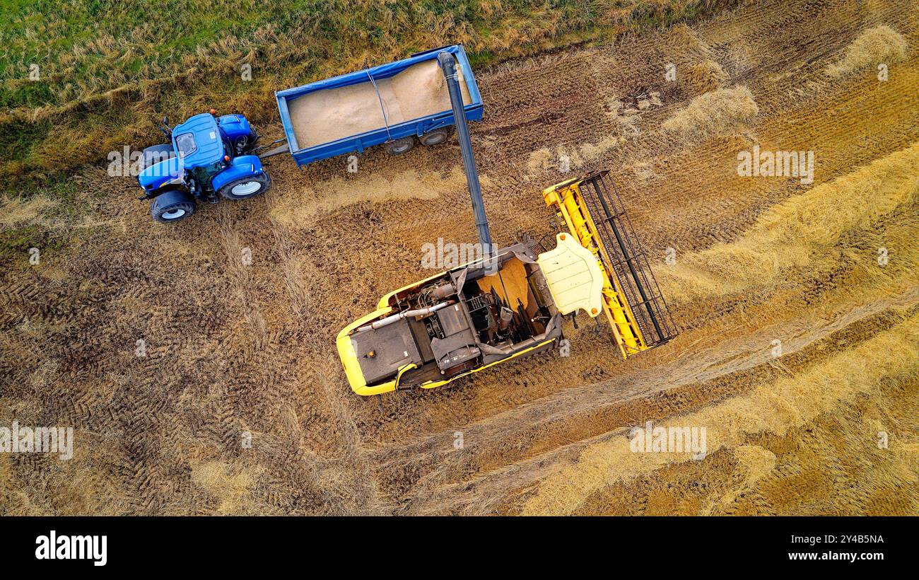 Moissonneuse-batteuse Crovie Aberdeenshire Scotland grain transféré du réservoir à la remorque à la fin de l'été Banque D'Images