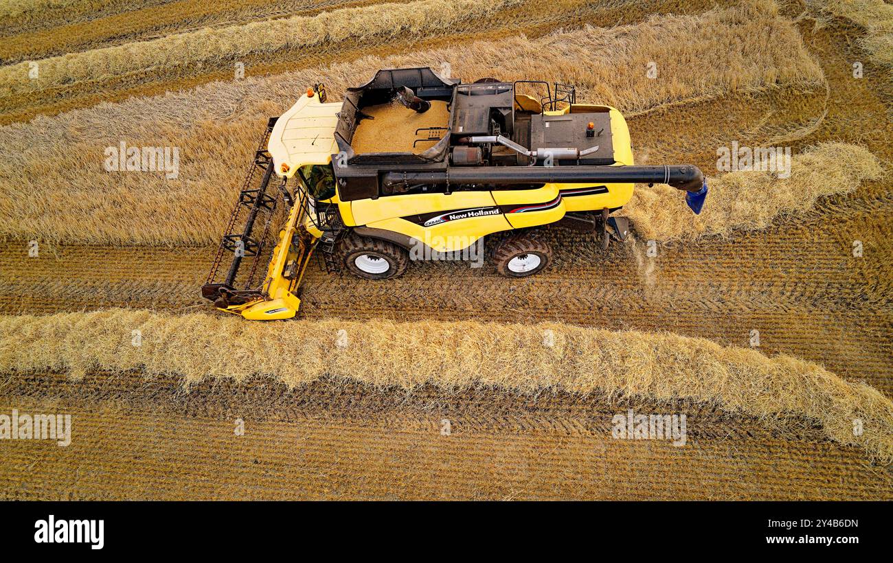 Moissonneuse-batteuse machine Crovie Aberdeenshire Scotland sur le réservoir d'orge plein de céréales à la fin de l'été Banque D'Images
