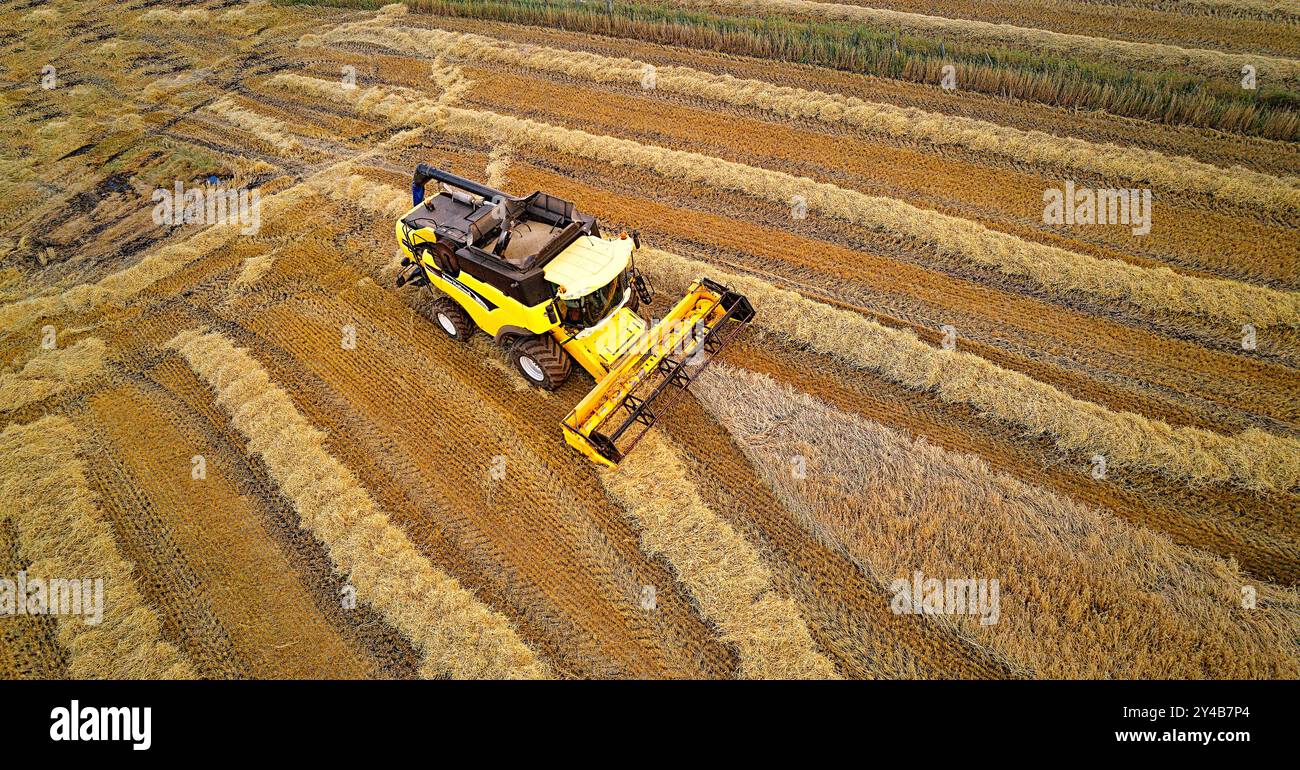 Moissonneuse-batteuse machine Crovie Aberdeenshire Scotland sur le champ d'orge humide à la fin de l'été Banque D'Images