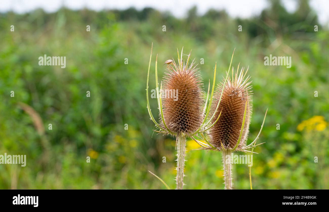 Les chardons secs sauvages fleurissent en été, les prairies de chardon Marie fleurissent, Silybum marianum Banque D'Images