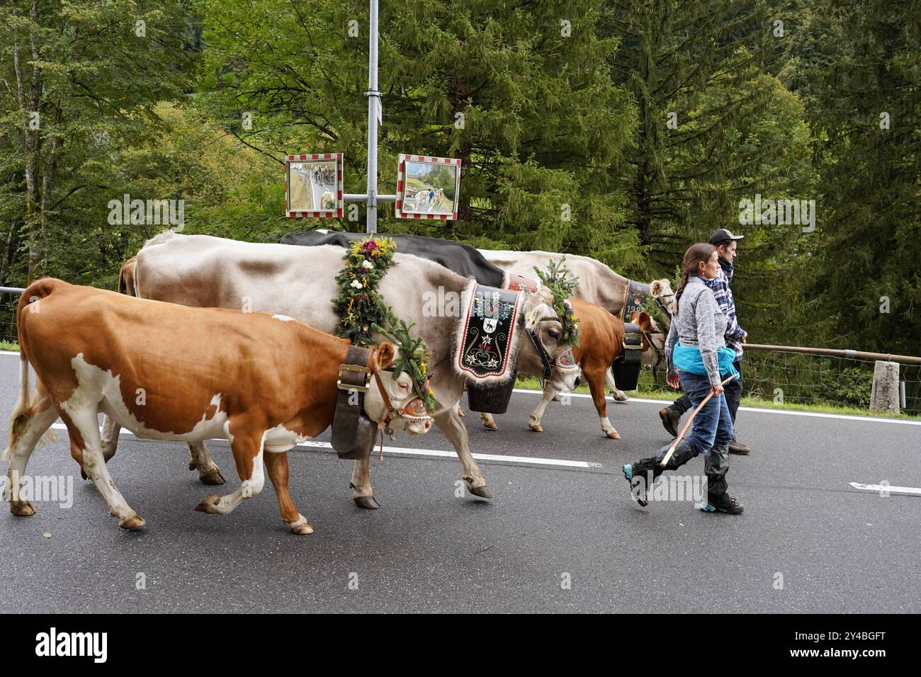 Anton Geisser 14.09.2024 Kanton Bern, Schweiz. Rueckkehr der Kuehe ins Tal. Alpabfahrt Engstlenalp - Innertkirchen . Berner Oberland Bild : Kuh mit Kuhglocke und Blumenschmuck auf dem Kopf . *** Anton Geisser 14 09 2024 Canton de Berne,Suisse retour des vaches dans la vallée Alpabfahrt Engstlenalp Innertkirchen Oberland bernois vache photo avec cloche et décoration florale sur la tête Banque D'Images