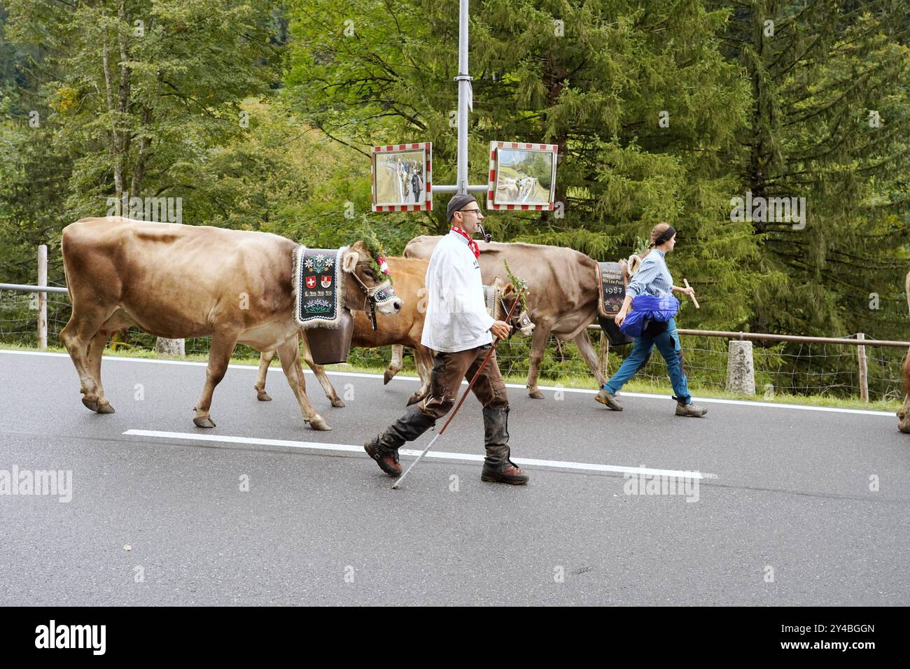 Anton Geisser 14.09.2024 Kanton Bern, Schweiz. Rueckkehr der Kuehe ins Tal. Alpabfahrt Engstlenalp - Innertkirchen . Berner Oberland Bild : Kuh mit Kuhglocke und Blumenschmuck auf dem Kopf . *** Anton Geisser 14 09 2024 Canton de Berne,Suisse retour des vaches dans la vallée Alpabfahrt Engstlenalp Innertkirchen Oberland bernois vache photo avec cloche et décoration florale sur la tête Banque D'Images