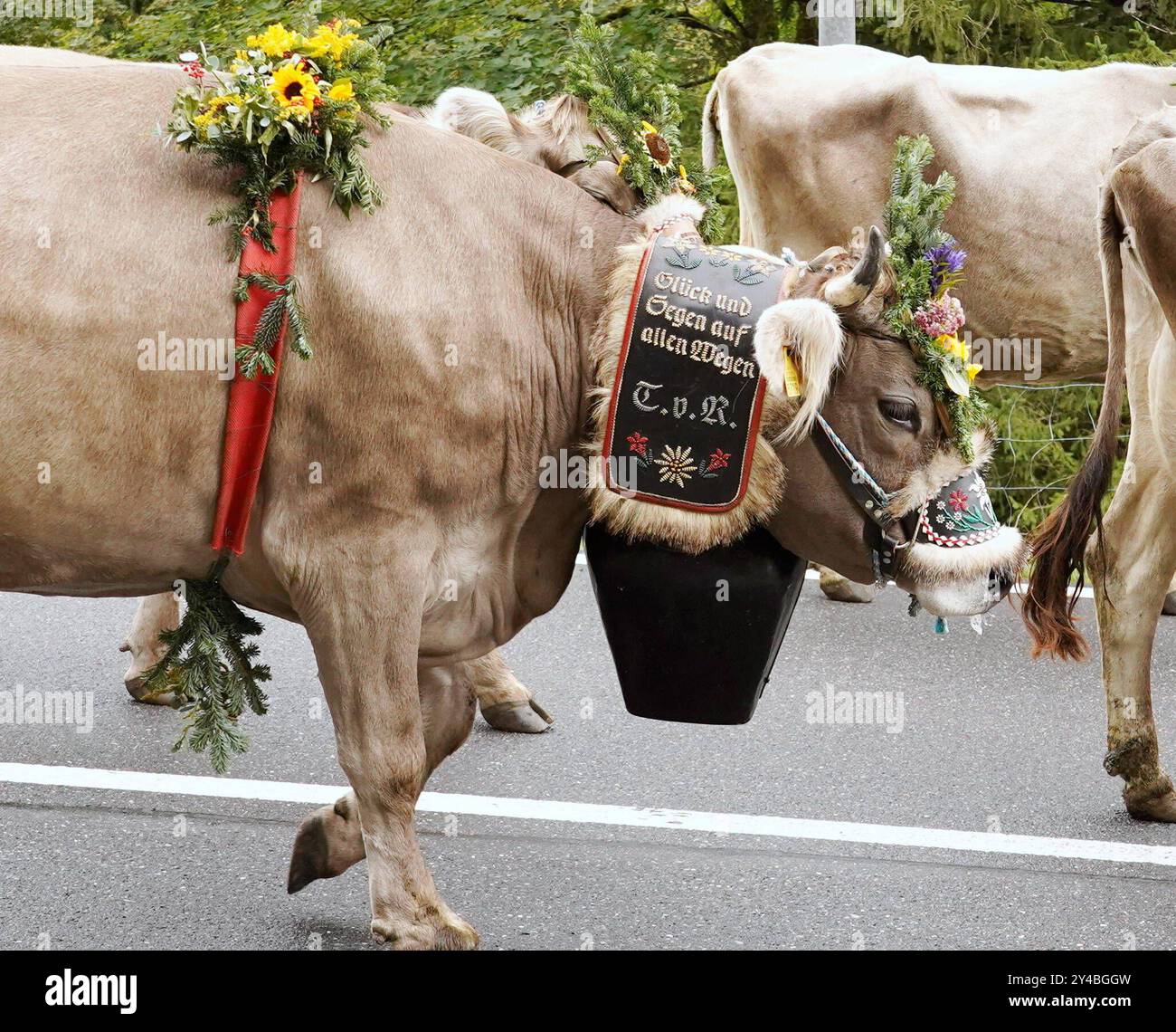 Anton Geisser 14.09.2024 Kanton Bern, Schweiz. Rueckkehr der Kuehe ins Tal. Alpabfahrt Engstlenalp - Innertkirchen . Berner Oberland Bild : Kuh mit Kuhglocke und Blumenschmuck auf dem Kopf . *** Anton Geisser 14 09 2024 Canton de Berne,Suisse retour des vaches dans la vallée Alpabfahrt Engstlenalp Innertkirchen Oberland bernois vache photo avec cloche et décoration florale sur la tête Banque D'Images