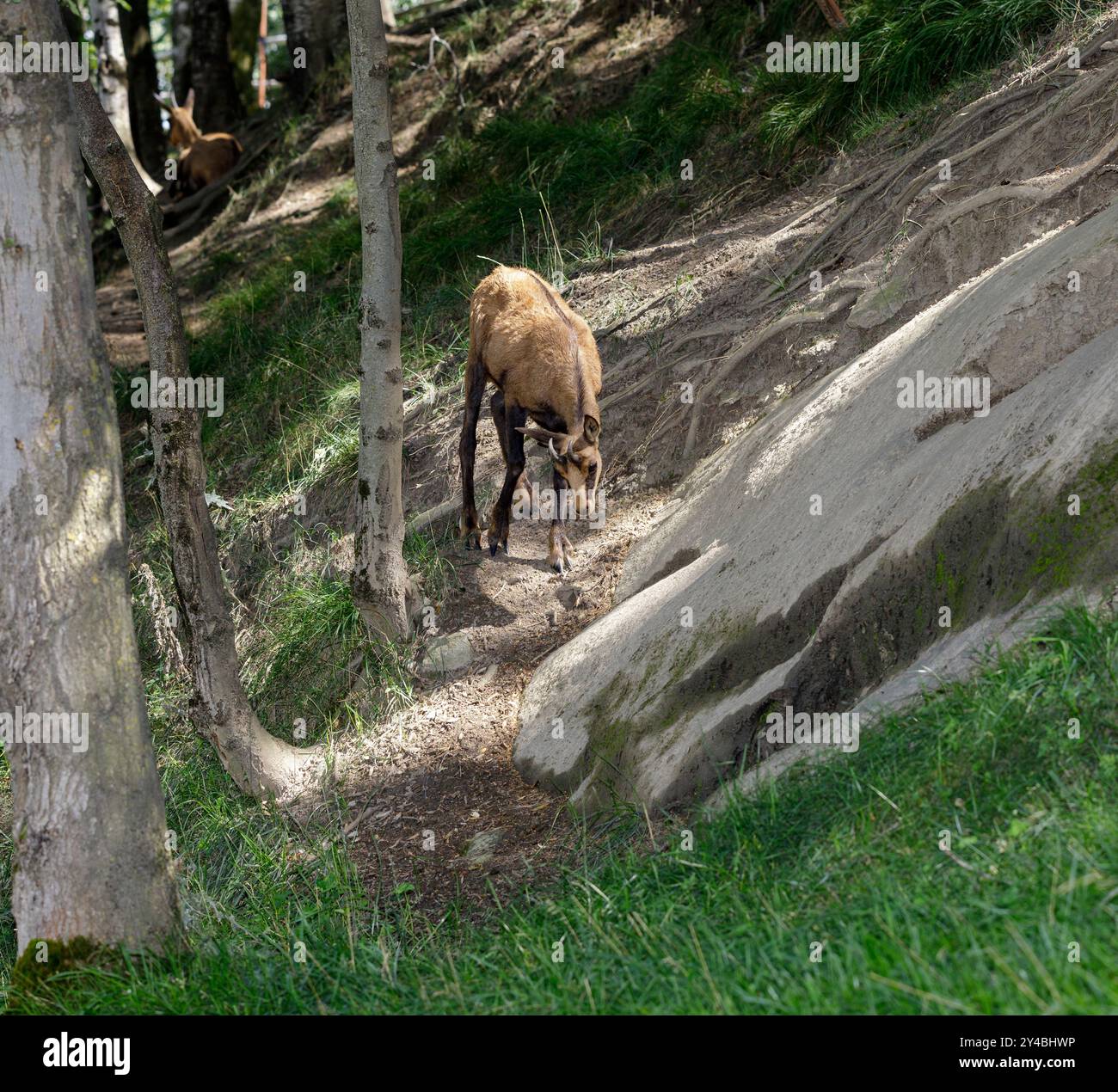 Chamois alpin (Rupicapra rupicapra. Famille : Bovidae). Banque D'Images