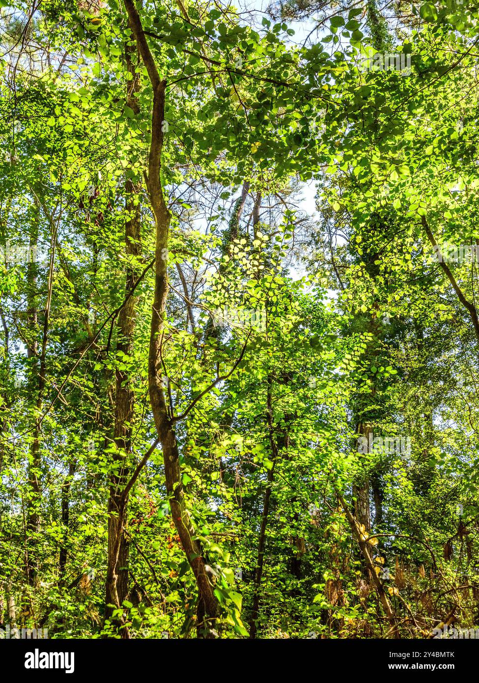 Bois mixte fin été / début automne - sud-Touraine, centre de la France. Banque D'Images