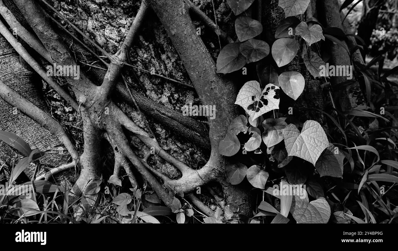 Belle image en noir et blanc d'un tronc d'arbre avec des feuilles, du feuillage. La nature en monochrome. Howrah, Bengale occidental, Inde. Banque D'Images