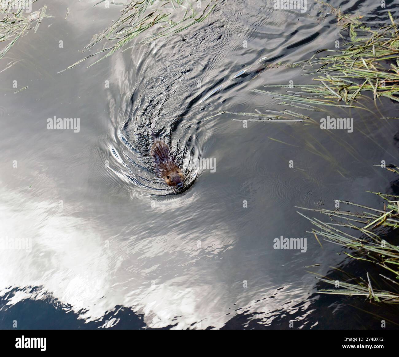 Un grand Coypu nageant dans la rivière Eure, Chartres, France Banque D'Images