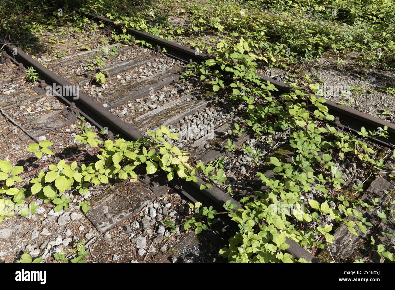 Voie ferrée abandonnée, envahie de verdure, Landschaftspark Duisburg-Nord, Duisburg, Rhénanie-du-Nord-Westphalie, Allemagne, Europe Banque D'Images