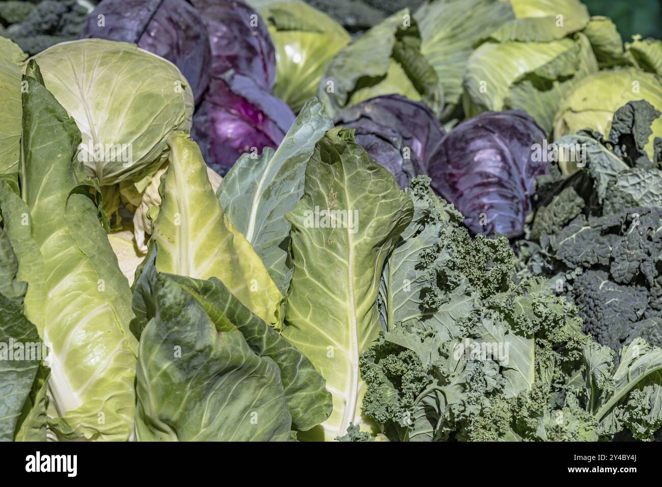 Marché avec chou pointu, chou rouge, chou blanc et chou kale Banque D'Images