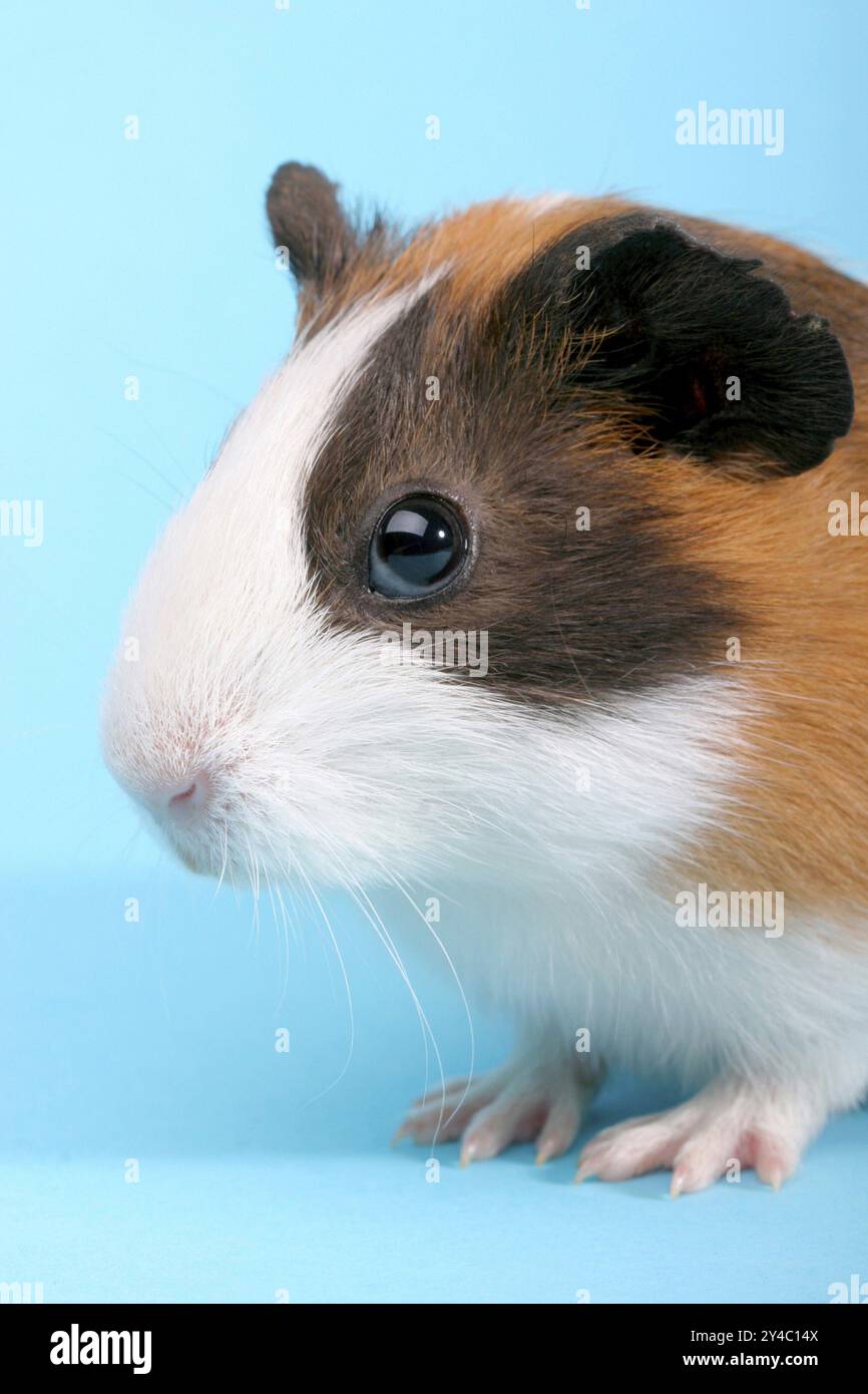 Un seul cobaye, cochon d'Inde, Portrait, (Caviidae), rongeurs, Studio Banque D'Images