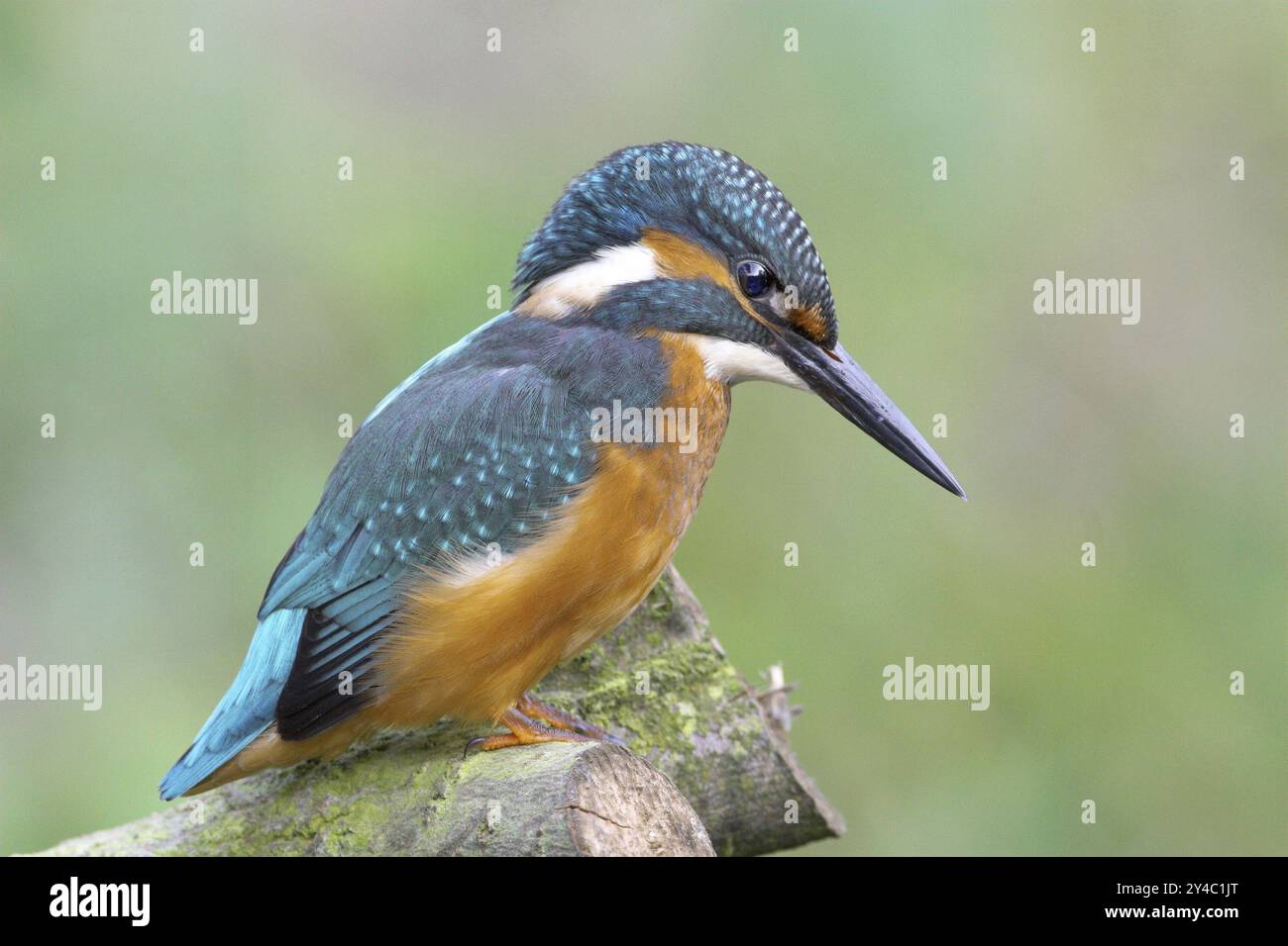 Kingfisher sur perche, (Alcedo atthis) Banque D'Images