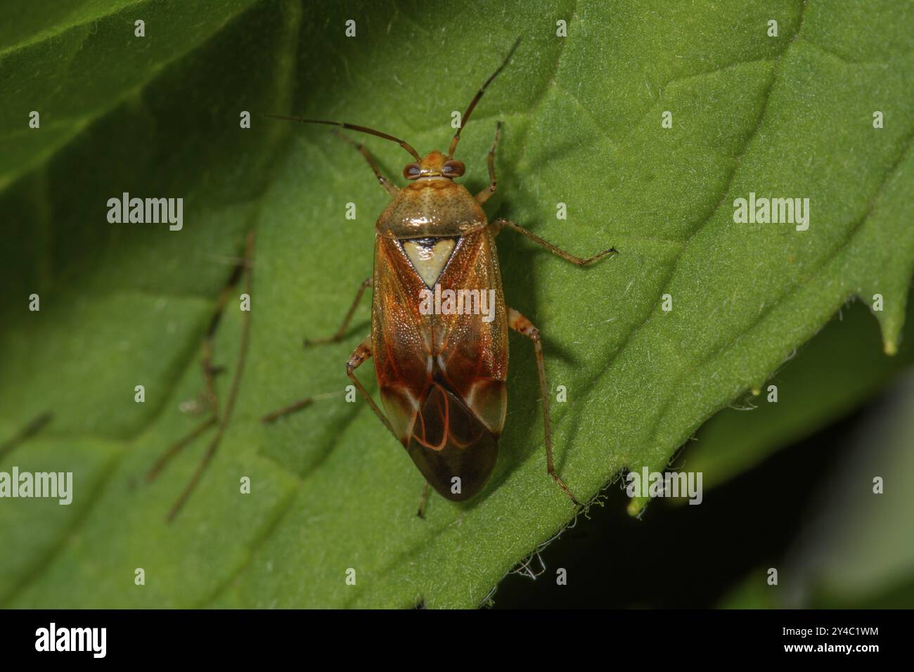 Insecte des bois gris (Lygas pratensis) sur une feuille en gros plan, Bade-Wuertemberg, Allemagne, Europe Banque D'Images