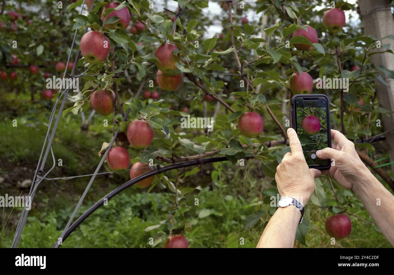 Femme photographiée avec smartphone, téléphone portable, variété de pommes Elstar, verger de pommiers, verger, agriculture, agroalimentaire, Scena, Scena, Tyrol du Sud, Banque D'Images