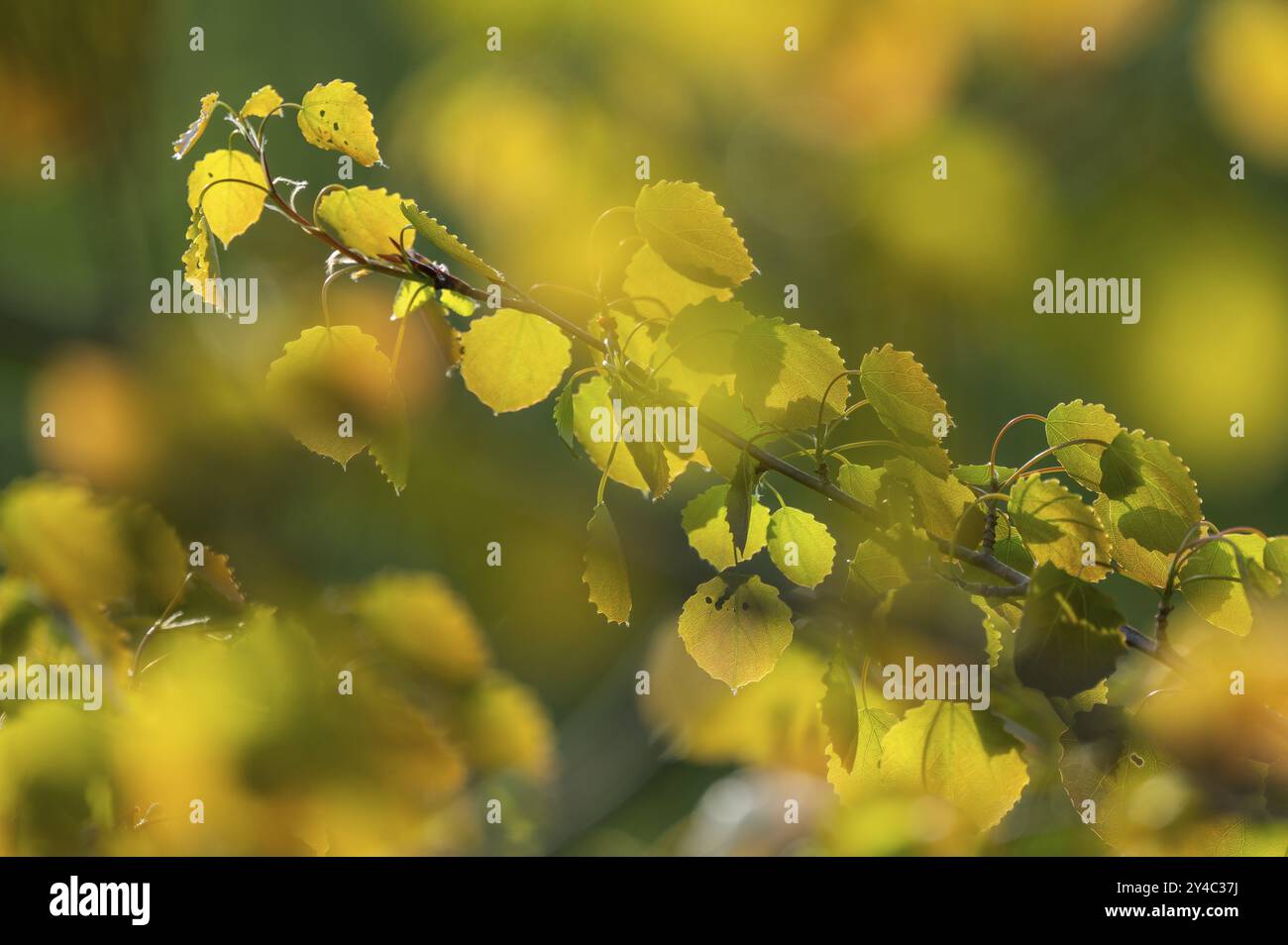 Tremble (Populus tremula), les feuilles jaunissent en automne, basse-Saxe, Allemagne, Europe Banque D'Images
