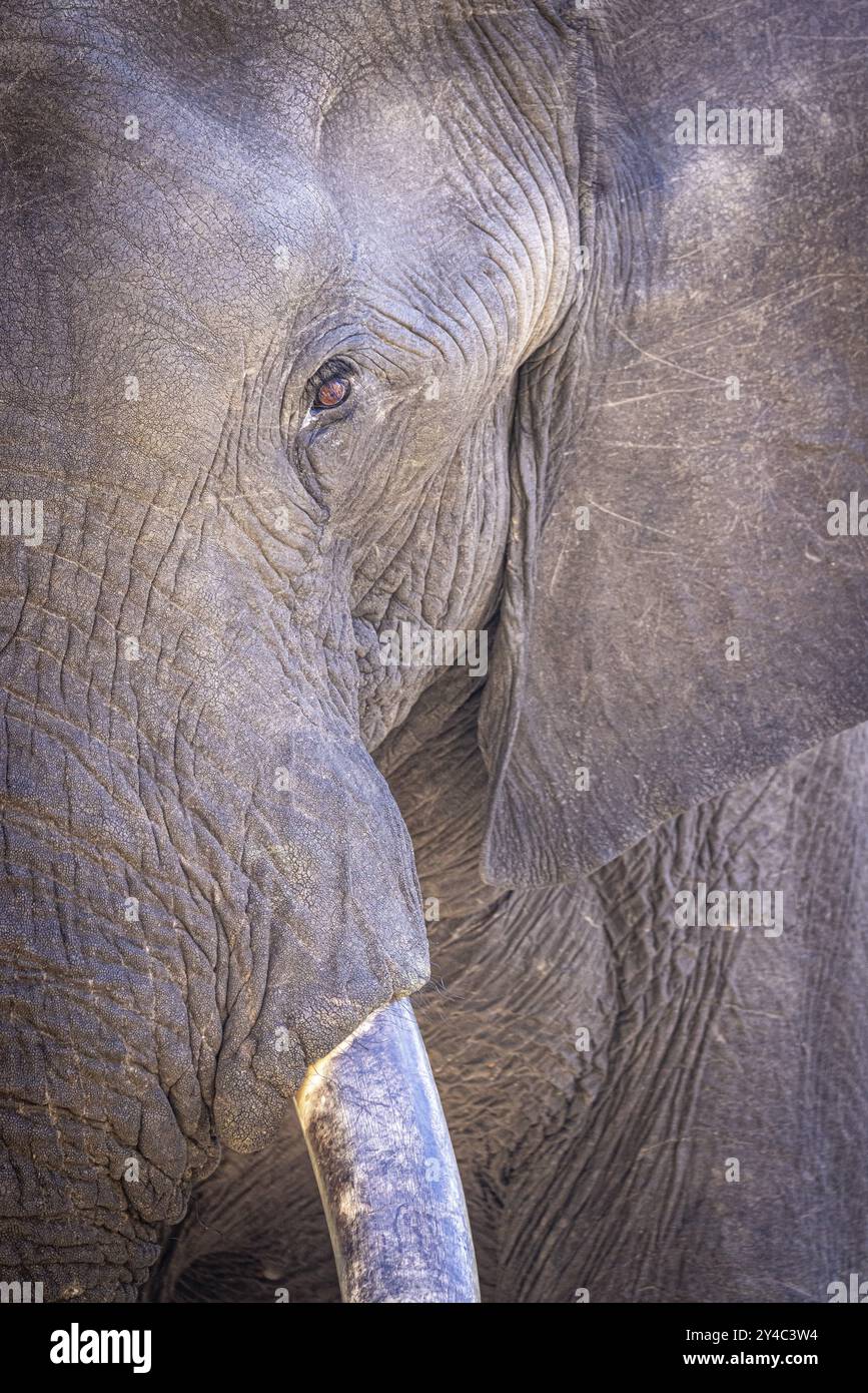 Portrait d'éléphant d'Afrique (Loxodonta africana), détail, gros plan, Manyeleti Game Reserve, Afrique du Sud, Afrique Banque D'Images