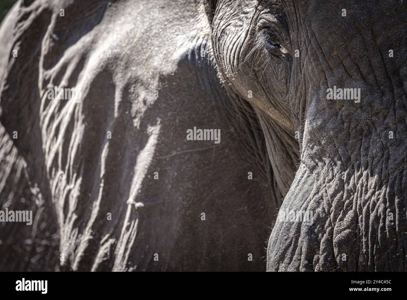 Portrait d'éléphant d'Afrique (Loxodonta africana), détail, gros plan, Manyeleti Game Reserve, Afrique du Sud, Afrique Banque D'Images