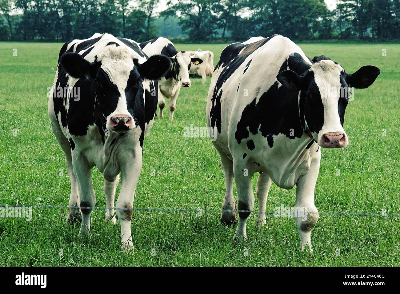Deux vaches frisonnes holstein noires et blanches marchant. La curiosité les anime Banque D'Images