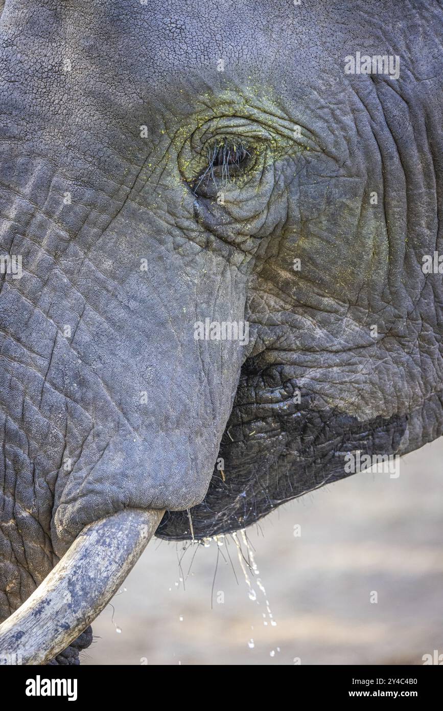 Portrait d'éléphant d'Afrique (Loxodonta africana), détail, gros plan, Manyeleti Game Reserve, Afrique du Sud, Afrique Banque D'Images